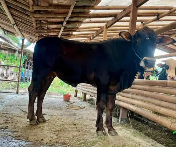 sapi qurban 400kiloan siap kurban 2026 timbang real bisa dicicil/bulan
