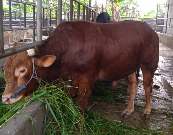 sapi qurban 400kiloan siap kurban 2026 timbang real bisa dicicil/bulan