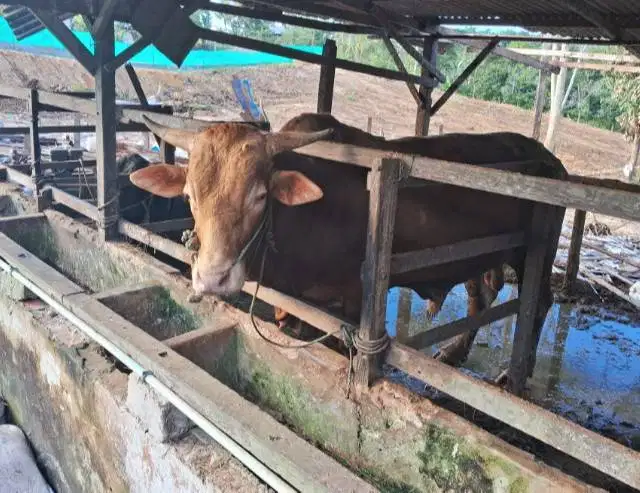 sapi jantan 400kiloan imbang hidup siap kurban 2026 bisa dicicil/bulan