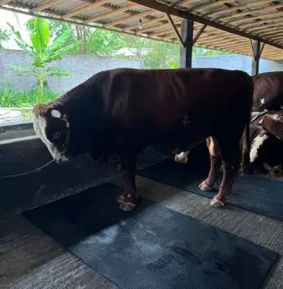 sapi jantan 400kiloan imbang hidup siap kurban 2026 bisa dicicil/bulan