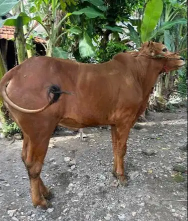 sapi jantan 400kiloan imbang hidup siap kurban 2026 bisa dicicil/bulan