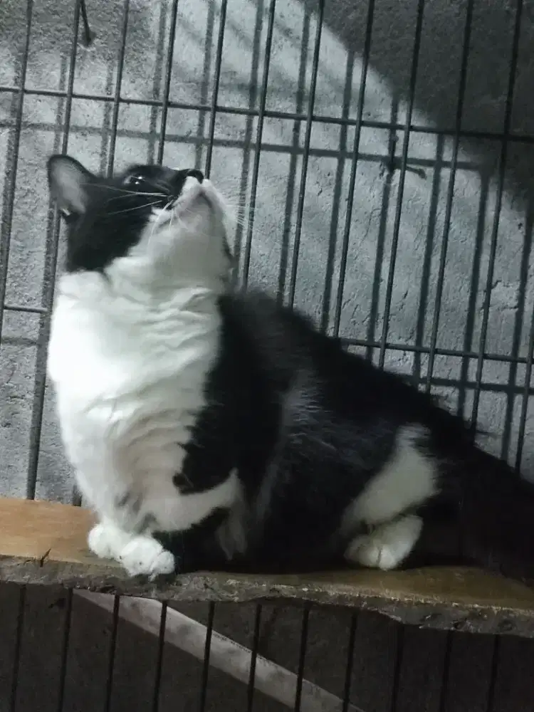 Kucing munckhin jantan