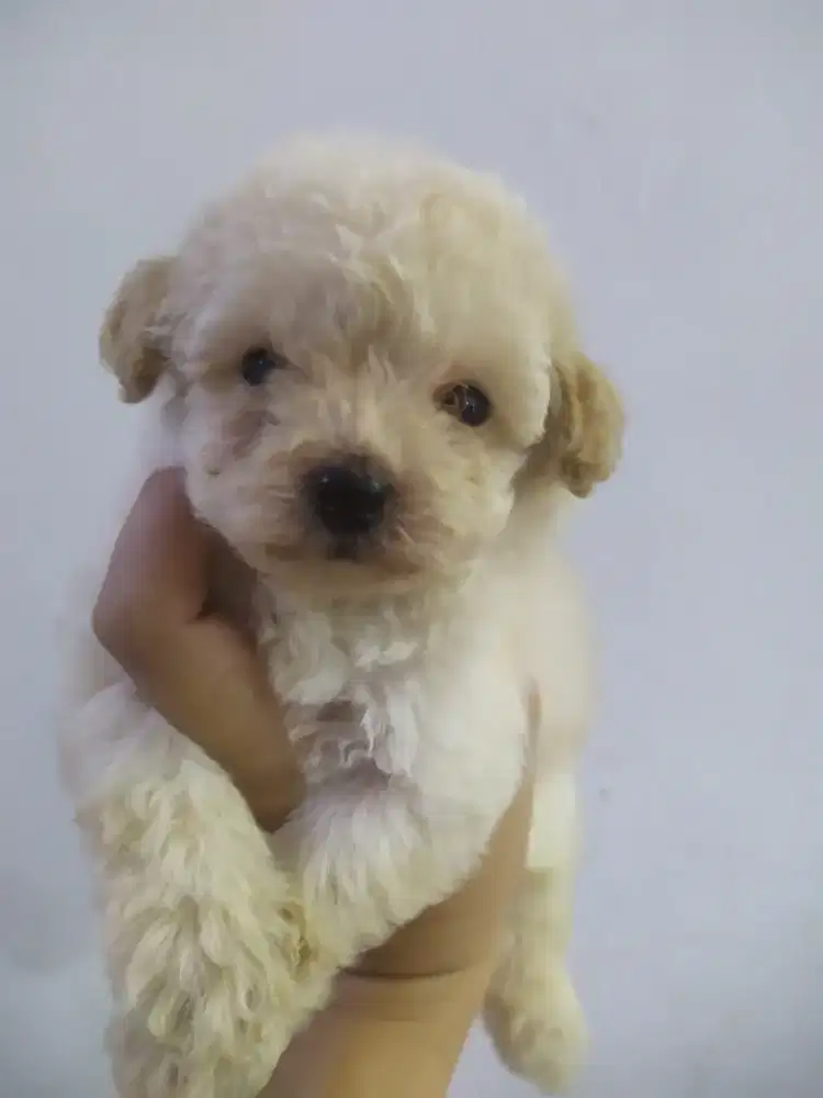 Aprikot poodle tiny betina