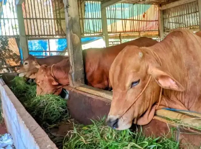 sapi jantan 400kiloan timbang hidup siap kurban 2026 bisa dicicil/bln