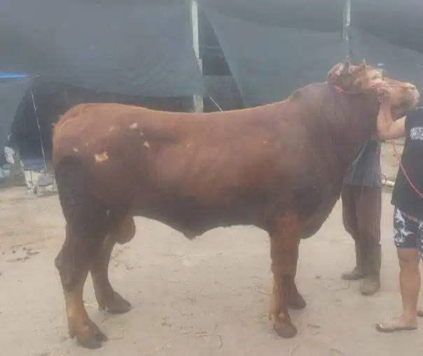 sapi jantan 400kiloan timbang hidup siap kurban 2026 bisa dicicil/bln