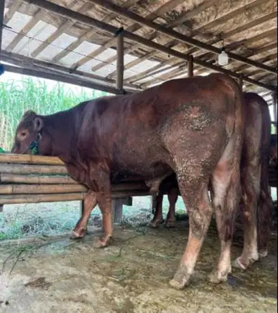 sapi jantan 400kiloan timbang hidup siap kurban 2026 bisa dicicil/bln