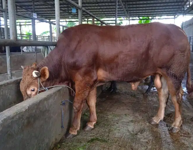sapi qurban 400kiloan timbang hidup siap kurban 2026 bisa dicicil/bln