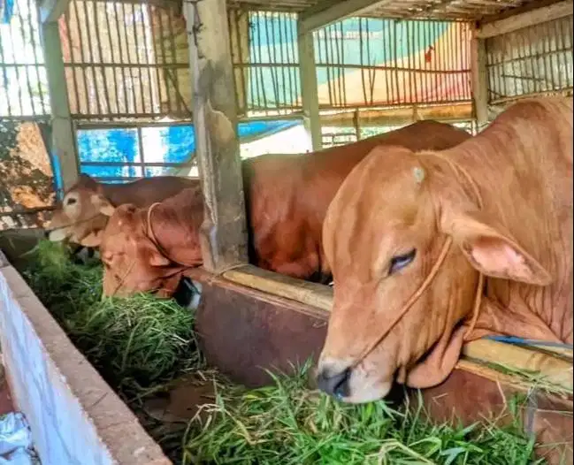 sapi qurban 400kiloan timbang hidup siap kurban 2026 bisa dicicil/bln