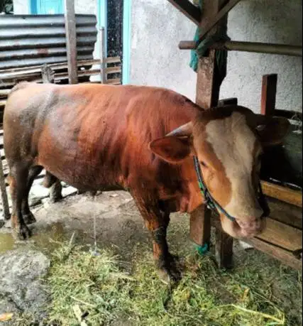 sapi jantan 400kiloan siap kurban 2026 timbang hidup bisa dicicil/bln