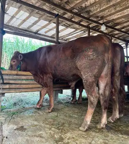sapi jantan 400kiloan siap kurban 2026 timbang hidup bisa dicicil/bln