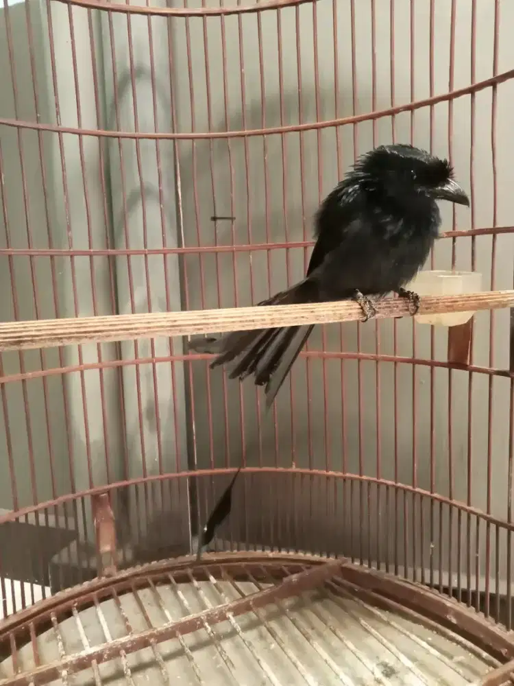 Burung srigunting krantil