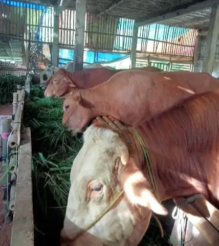 sapi qurban 400kiloan siap sapi kurban 2026 timbang hidup bisa dicicil
