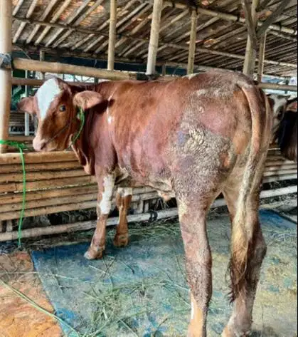 sapi qurban 400kiloan siap sapi kurban 2026 timbang hidup bisa dicicil