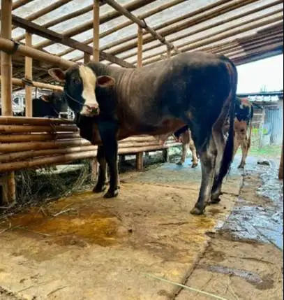 sapi qurban 400kiloanUP siap sapi kurban 2026 timbang hidup bisa cicil