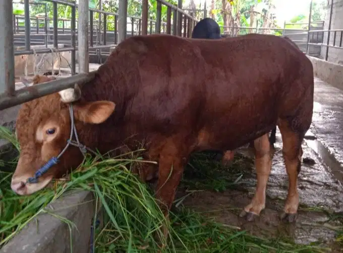 sapi qurban 400kiloanUP siap sapi kurban 2026 timbang hidup bisa cicil
