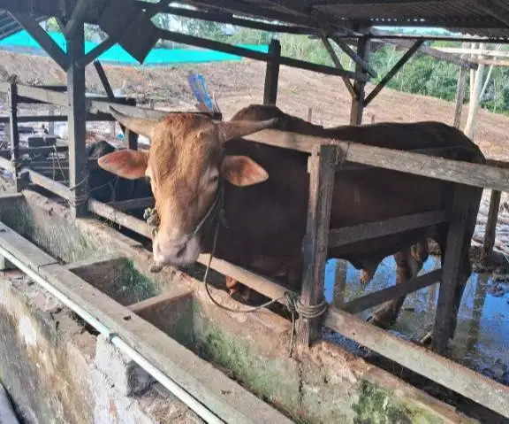 sapi qurban 400kiloanUP siap sapi kurban 2026 timbang hidup bisa cicil