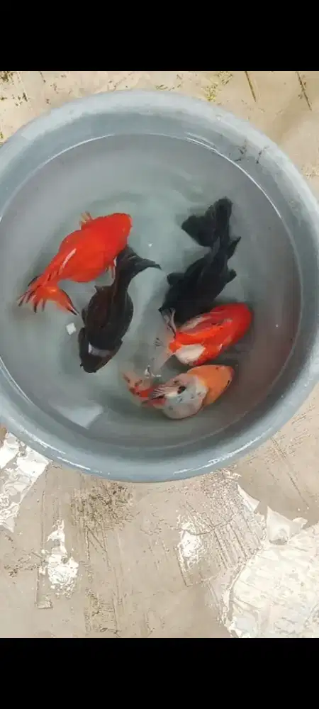 Koki ost jumbo 5 ekor