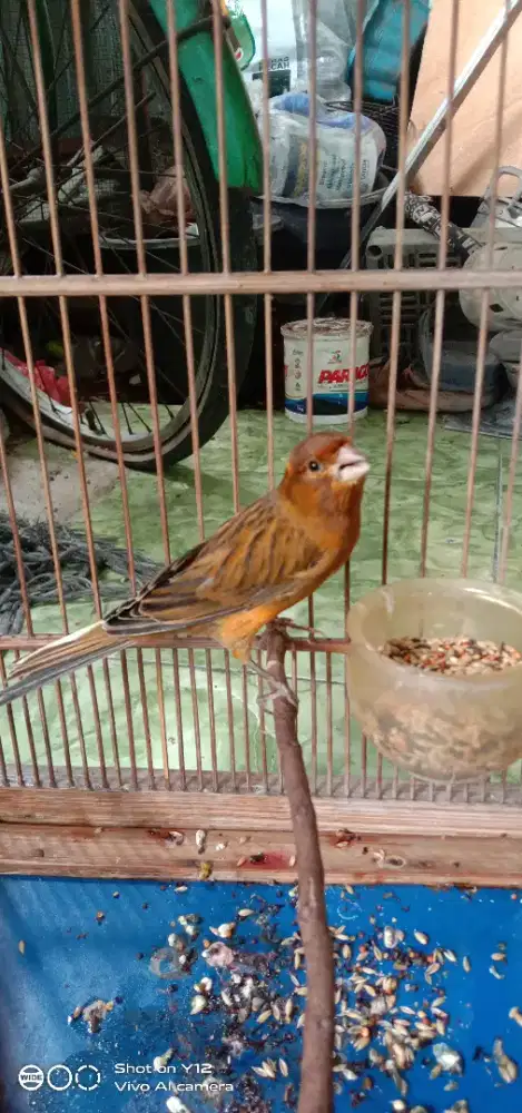 jual burung kenari seri loper warna grejo jantan gk ada minus