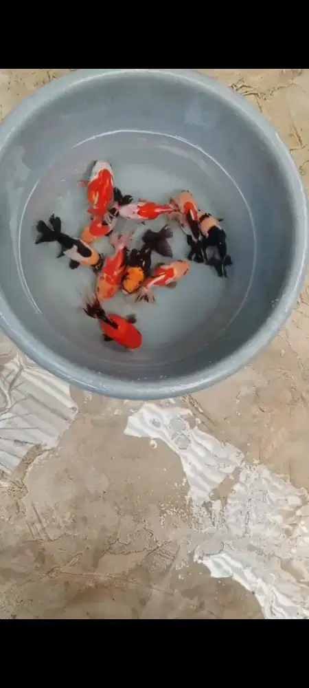 Koki jawa 10 ekor mix