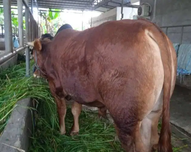 sapi qurban 400kiloan siap kurban 2026 jamin manteb timbang hidup puas