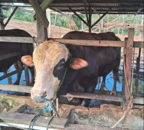sapi qurban 400kiloan siap kurban 2026 jamin manteb timbang hidup puas