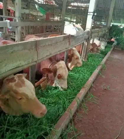 sapi qurban 400kiloan siap kurban 2026 jamin manteb timbang hidup puas