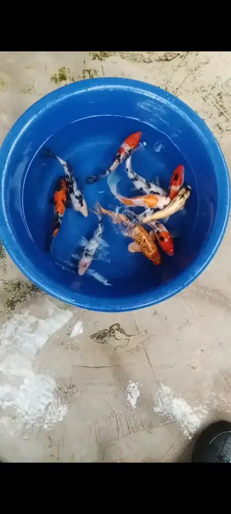 Koi mix 10 ekor