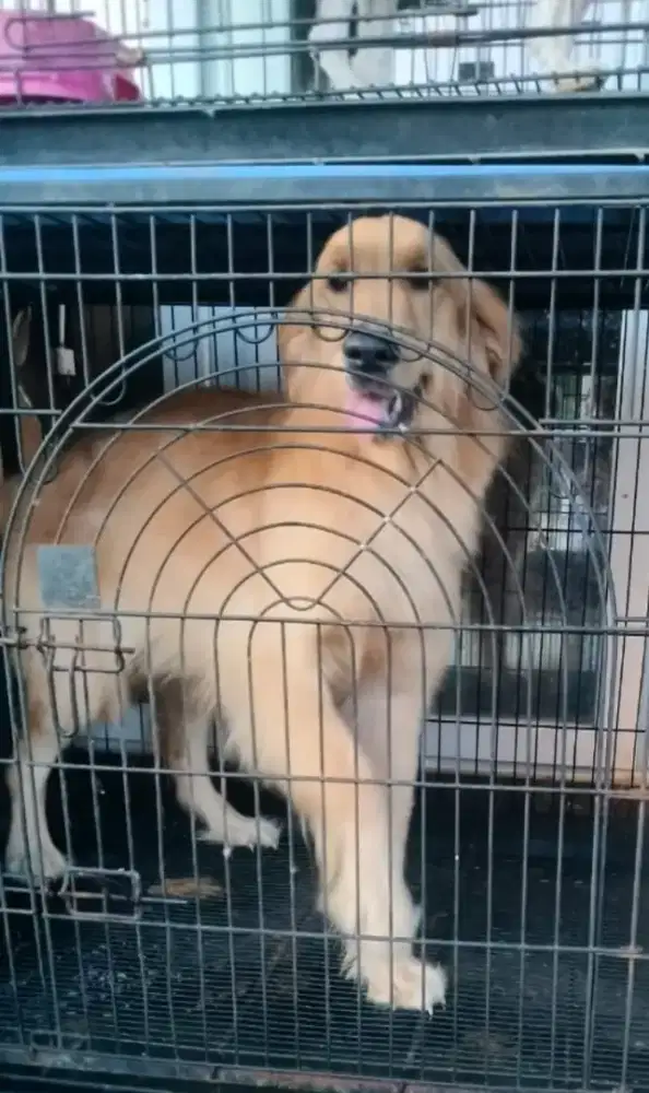 Anjing golden betina