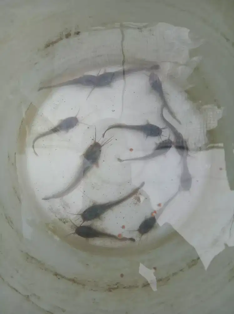 Bibit lele uk. 9-10 cm