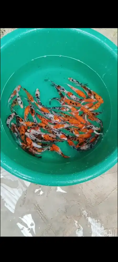 Koi mix 50 ekor