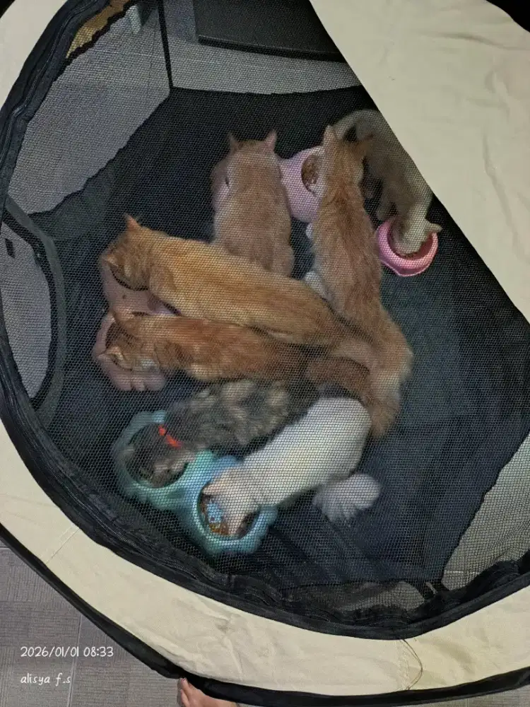 cari pawrents baru untuk anabul aku