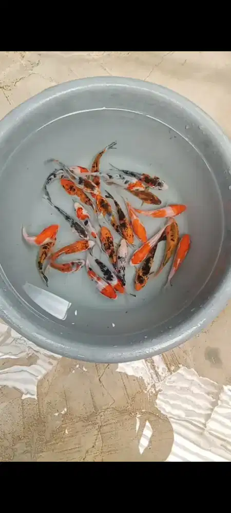 Koi mix 25 ekor