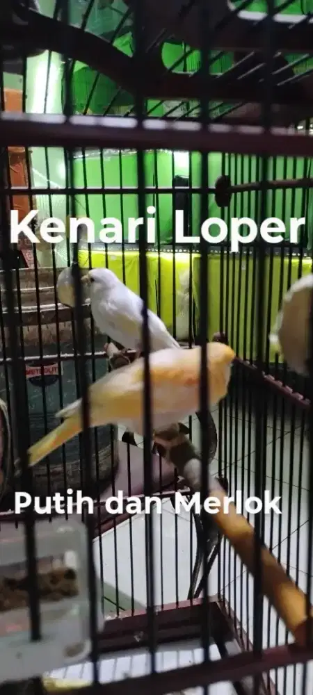Kenari AF dan Loper