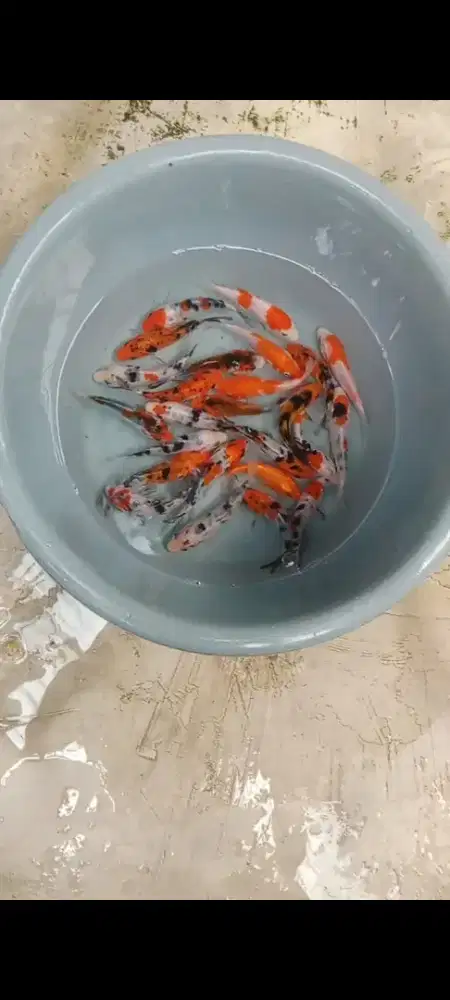 Koi mix size 9-10 cm