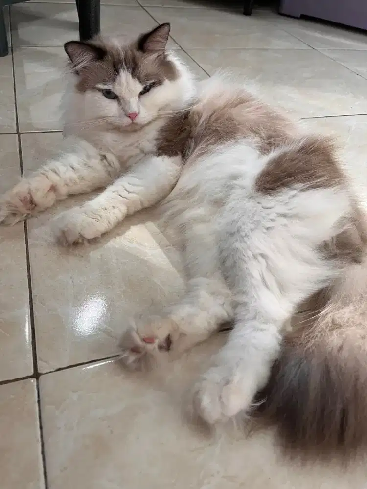 Pacak Ragdoll Ganteng