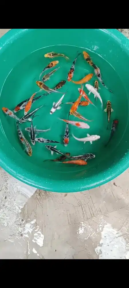 Koi mix 35 ekor
