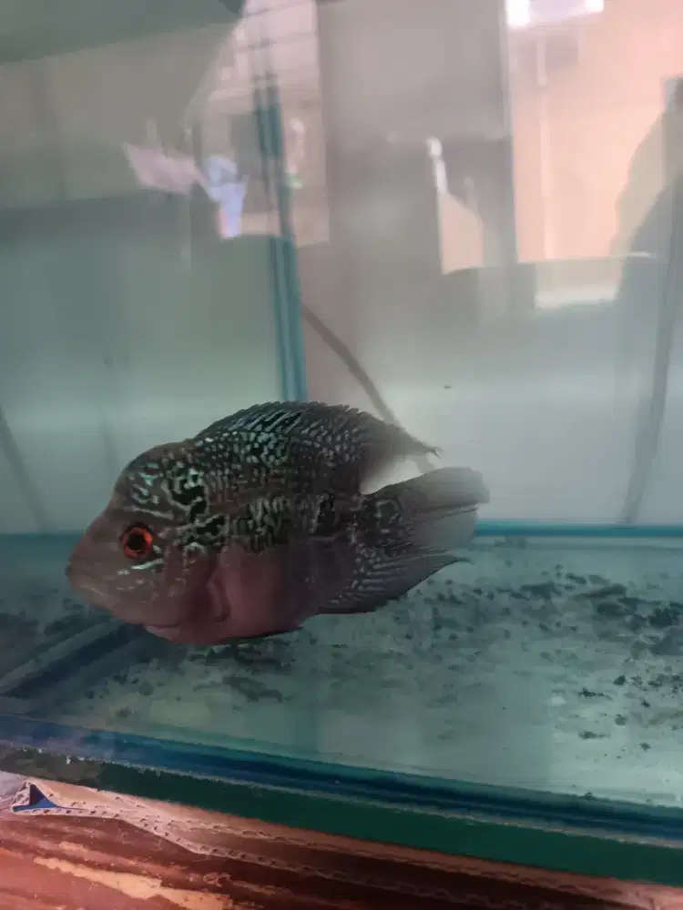 Di jual aja ikan lauhan dan akuarium