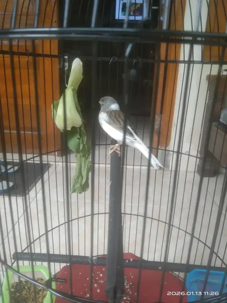 Burung kenari panda af