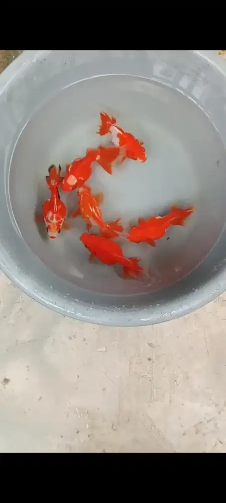 Koki ryukin Jawa 6 ekor