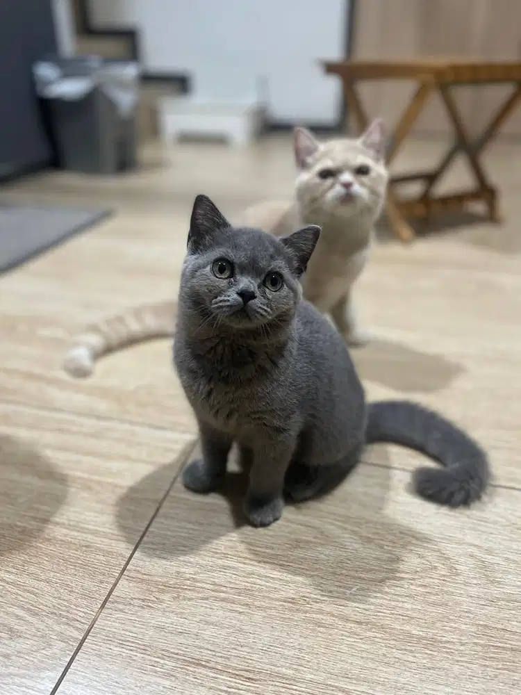 Open Adopt Kucing Pure BSH NON PED (British Short Hair) Blue Solid