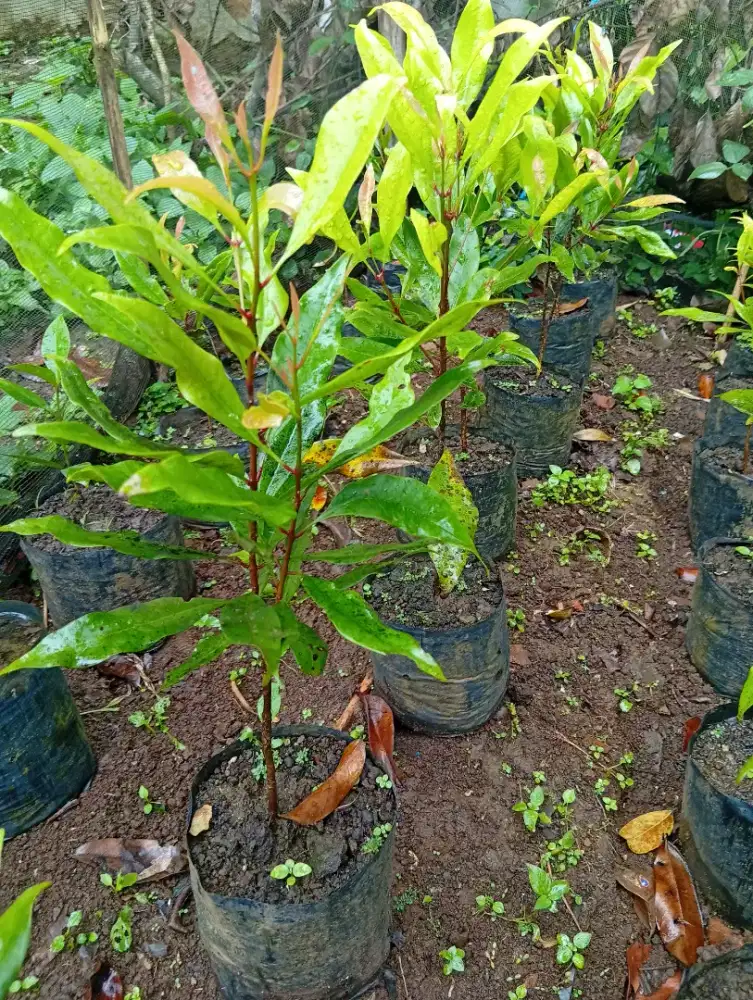 Bibit Cengkeh tinggi ±40Cm