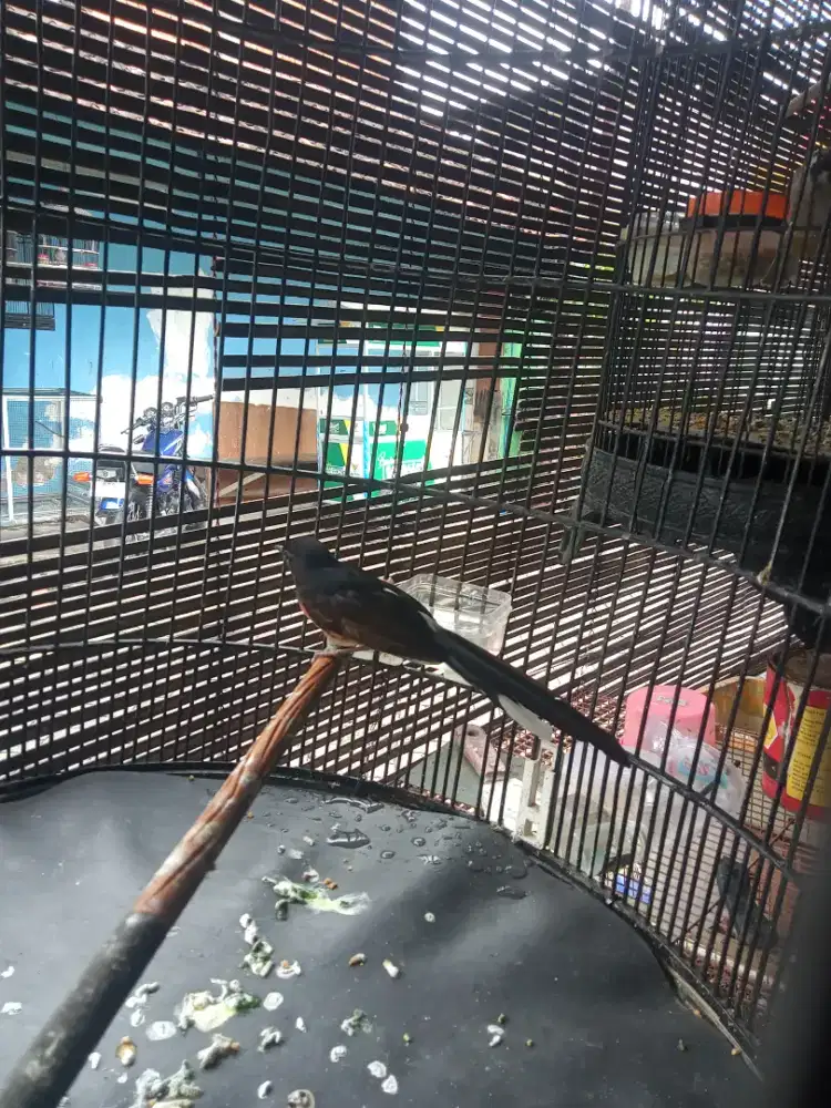 Monggo murai betina ekor 15