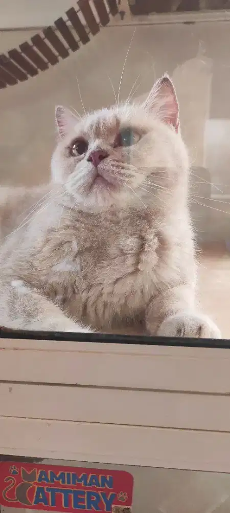 british shorthair lilac golden betina proven PEDIGREE ICA WCF