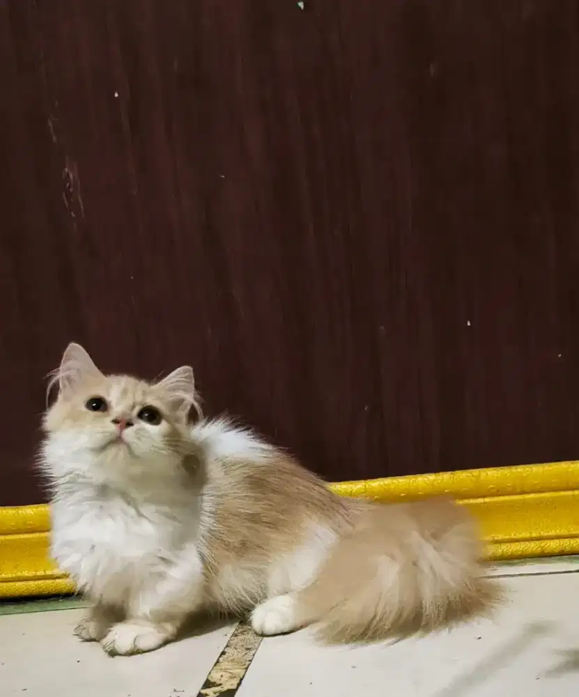 Kucing Munchkin kitten