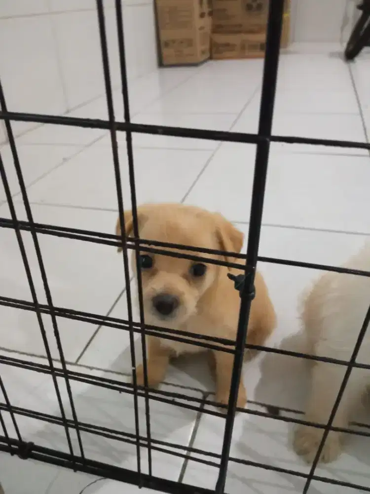 Anak Anjing Mix Golden Nett
