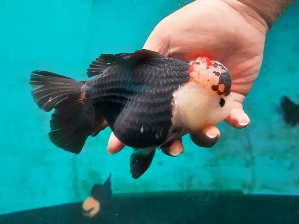 Ikan Mas Koki Oranda 3 Color Size 18 Cm