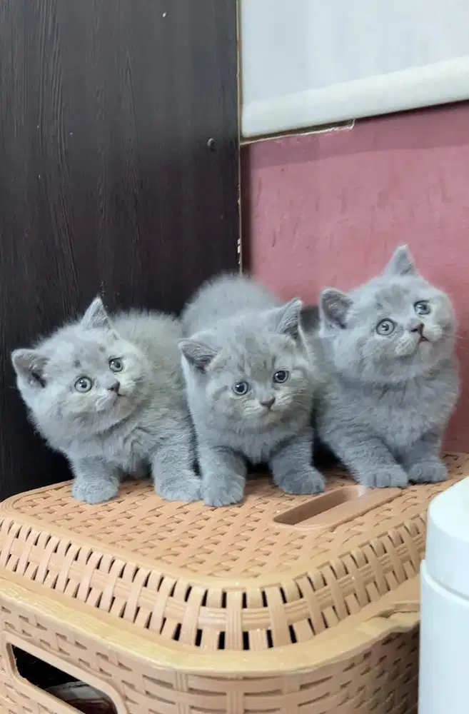 British shorthair jantan non ped