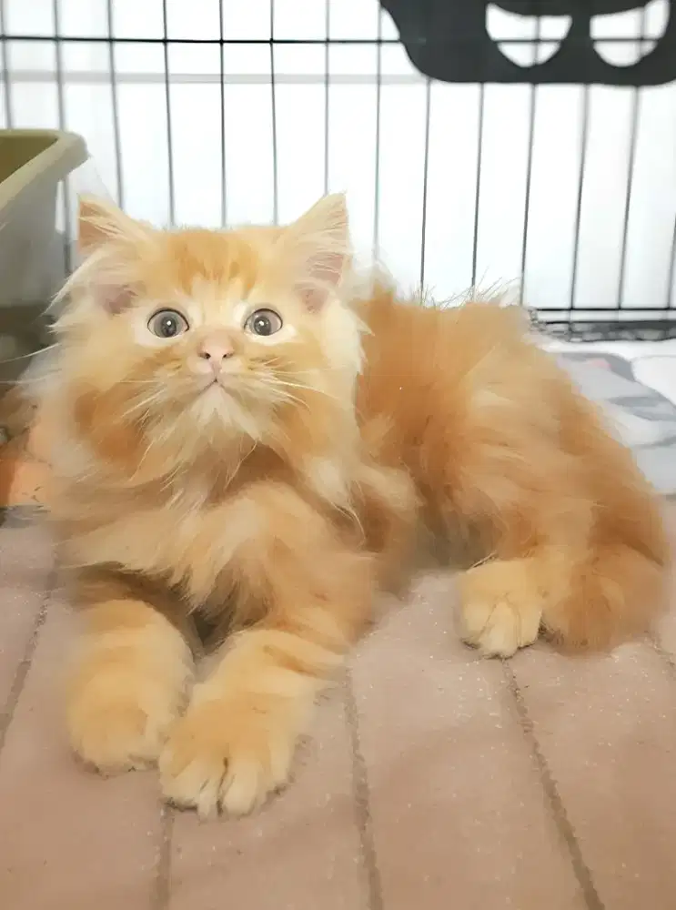 Kucing persia Jantan