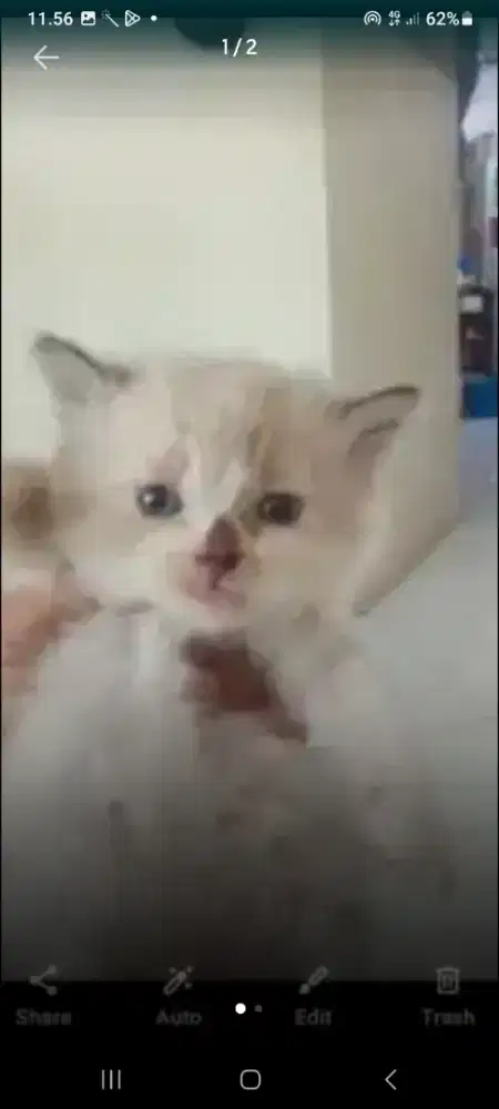 HIMAYAN JANTAN UMUR 4 BLN