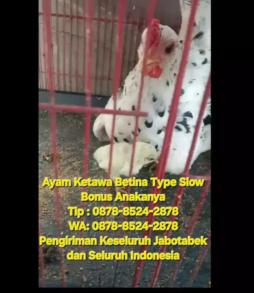 AYAM KETAWA BETINA INDUKAN BONUS ANAKAN TYPE SLOW